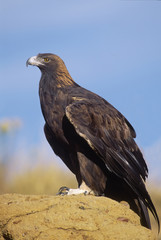 Golden eagle on rock roost. Photographed in Colorado