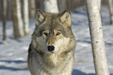 Gray wolf portrait in winter. Northern Minnesota