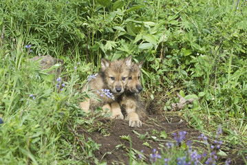 Gray wolf cubs at their den, Montana