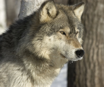 Gray wolf portrait. 