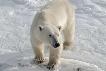 Photo sur Plexiglas Ours polaire  Young polar bear taken in the Canadian Arctic