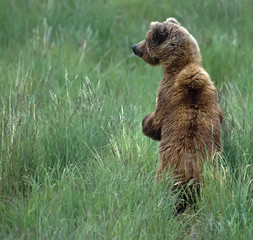 Female grizzly standing on hind legs in tall grasses. SW Alaska