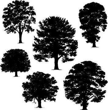 collection of vector trees