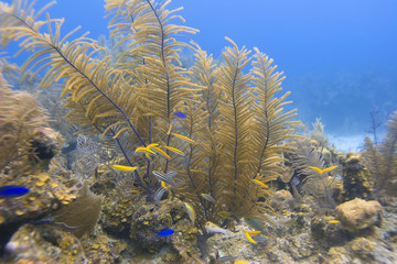 Fototapeta na wymiar Coral Haven
