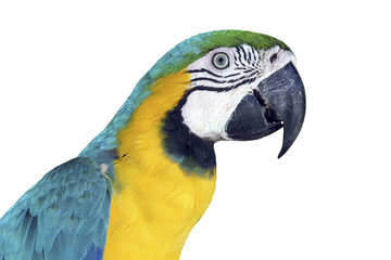 Portrait eines farbenfrohen, freigestellten Gelbbrustaras