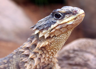 Echse