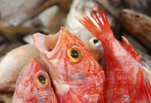 poisson