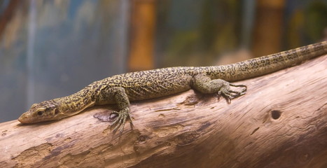Varan allongé