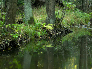           Lonely and calm river in the forest