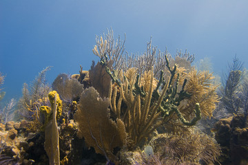 Fototapeta na wymiar Coral Knoll