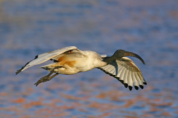 A Sacred Ibis in flight with water as a background