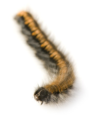 Caterpillar
