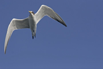 A Swift Tern against a clear blue sky