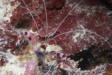 Banded Coral Shrimp - (Stenopus hispidus)