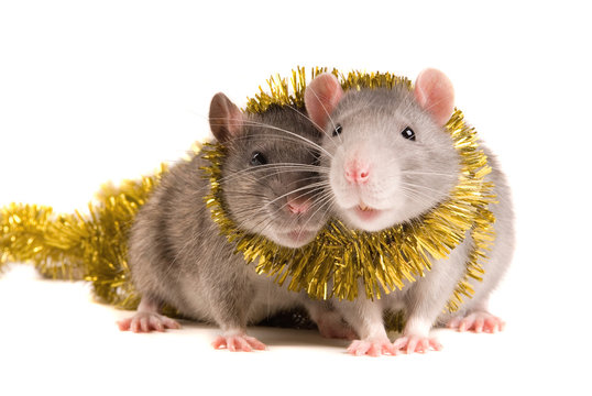 Two rats with a celebratory tape on white background