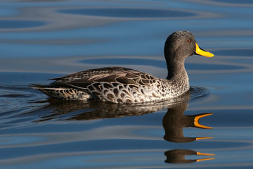 Yellowbilled Duck swimming an calm water