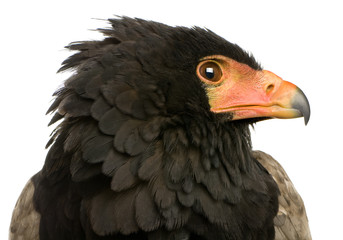 Bateleur (10 years) - Terathopius ecaudatus