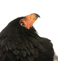 Bateleur (10 years) - Terathopius ecaudatus