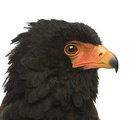 Bateleur (10 years) - Terathopius ecaudatus