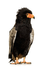 Bateleur (10 years) - Terathopius ecaudatus