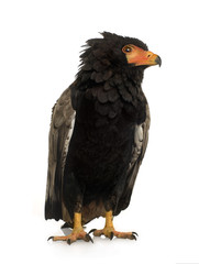 Bateleur (10 years) - Terathopius ecaudatus