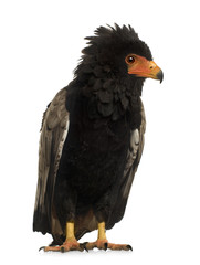 Bateleur (10 years) - Terathopius ecaudatus