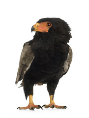 Bateleur (10 years) - Terathopius ecaudatus