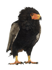 Bateleur (10 years) - Terathopius ecaudatus