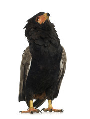 Bateleur (10 years) - Terathopius ecaudatus