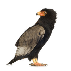 Bateleur (10 years) - Terathopius ecaudatus