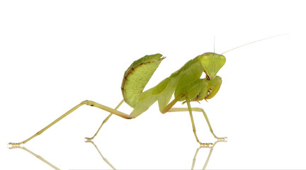 Young praying mantis - Sphodromantis lineola