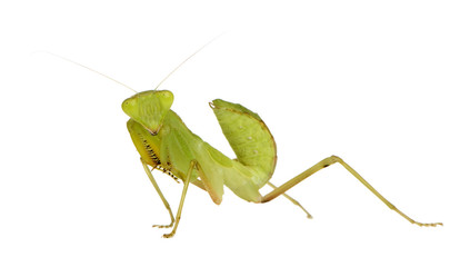 Young praying mantis - Sphodromantis lineola