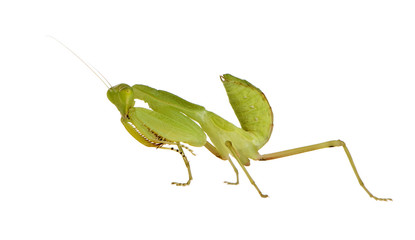 Young praying mantis - Sphodromantis lineola
