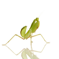 Young praying mantis - Sphodromantis lineola