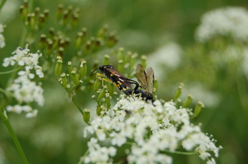 reproduction insecte