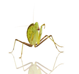 Young praying mantis - Sphodromantis lineola