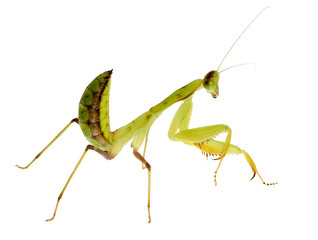 Young praying mantis - Sphodromantis lineola