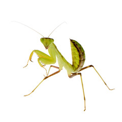 Young praying mantis - Sphodromantis lineola