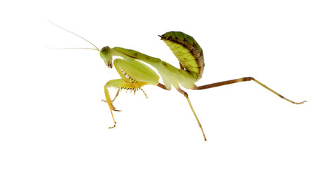 Young praying mantis - Sphodromantis lineola