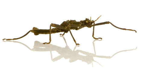 stick insect