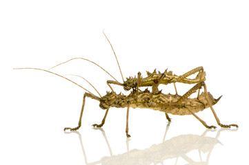 stick insect