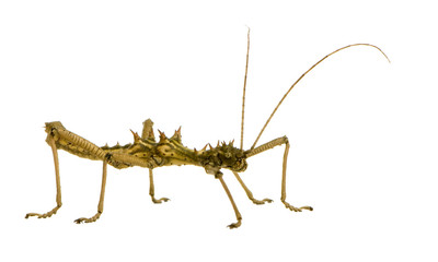 stick insect, Phasmatodea - Aretaon Asperrimus