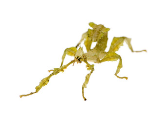 stick insect, Phasmatodea - Extatosoma tiaratum
