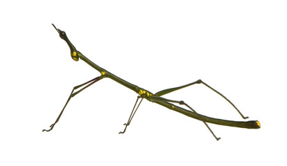 stick insect, Phasmatodea - Oreophoetes peruana