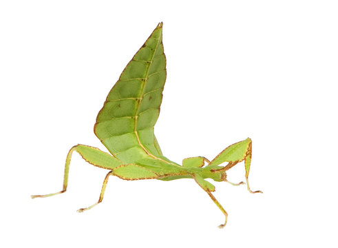 leaf insect, Phylliidae - Phyllium sp