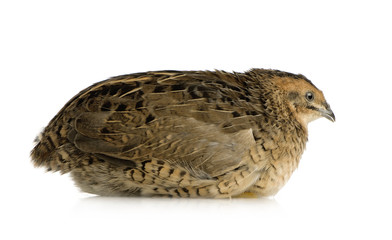 Japanese Quail - Coturnix japonica