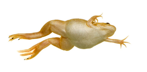 Frog - Xenopus laevis