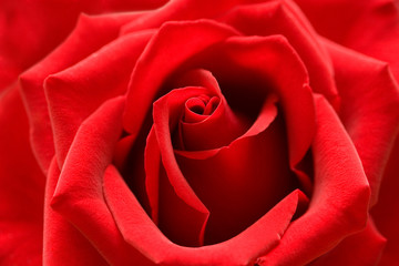 Red rose with heart symbol from petal in center