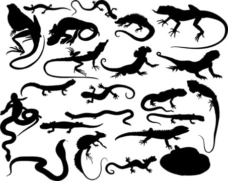 Vector illustration reptiles