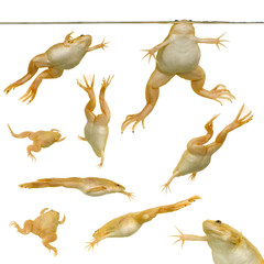Obraz premium Frog - Xenopus laevis